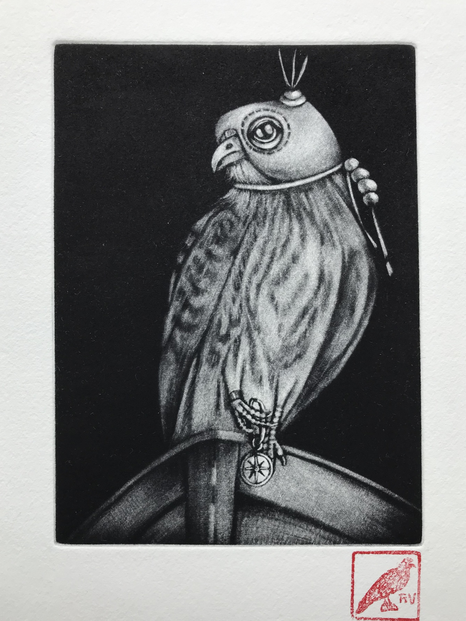 Rita Vandevorst (BE) Falcon